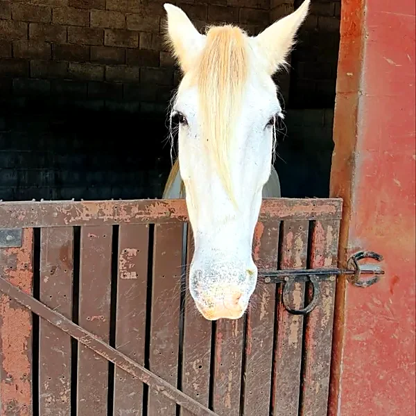 Cavalo branco na baia do Horse Hotel