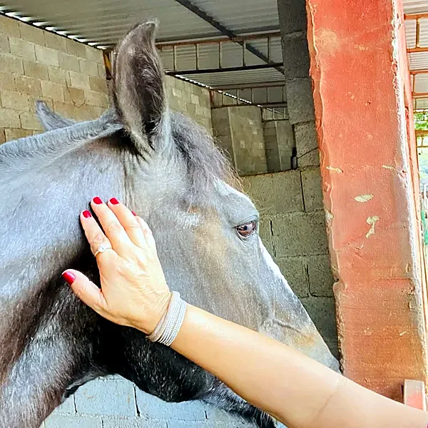 Mão fazendo carinho em um cavalo tordilho