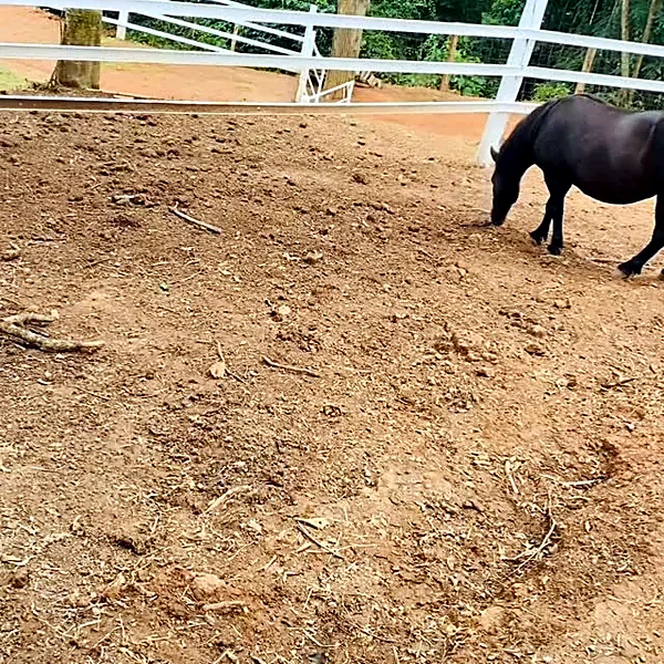 Pônei preto no piquete do rancho, cercado de madeira branca